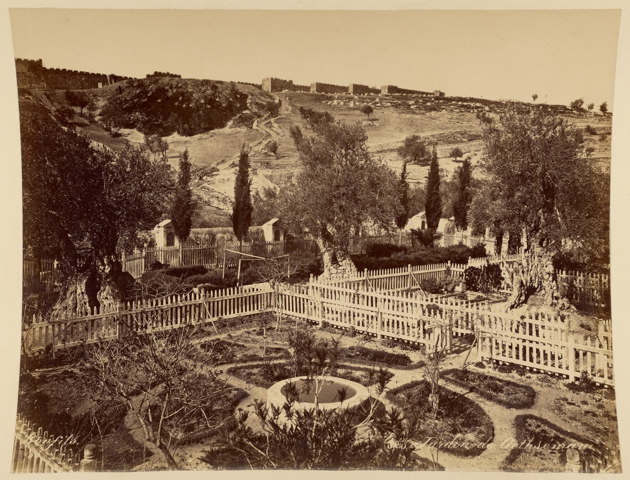 Garden of Gethsemane by Félix Bonfils
