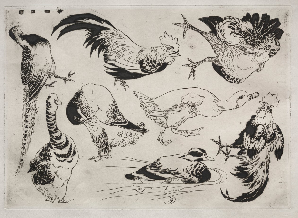 Dinner Service Rousseau Service: Roosters, Ducks, etc. No. 13 by Felix Bracquemond