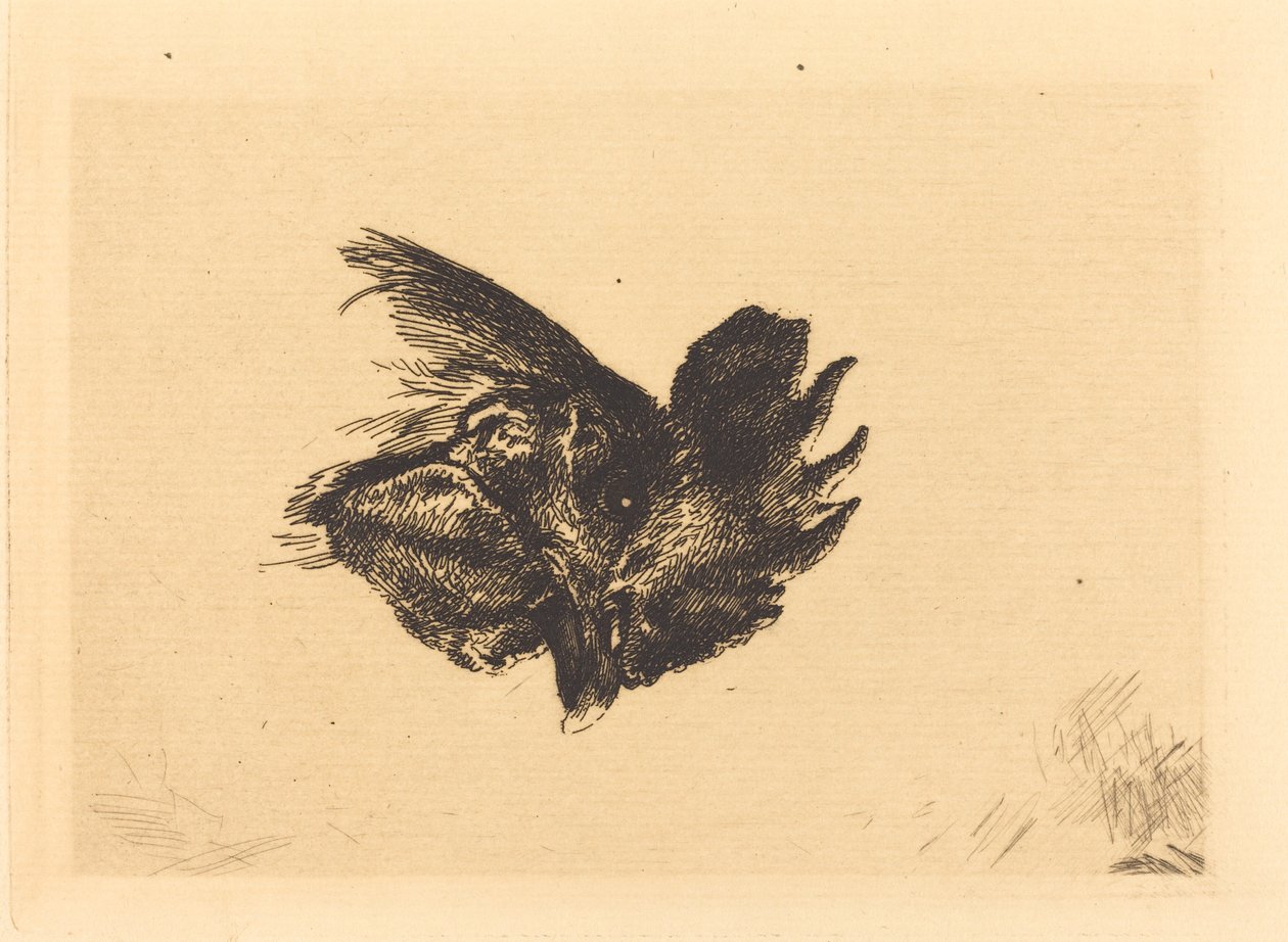 Head of a Cock by Felix Bracquemond