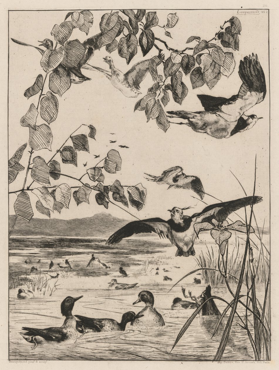 Lapwings and Teals, 1862 by Felix Bracquemond