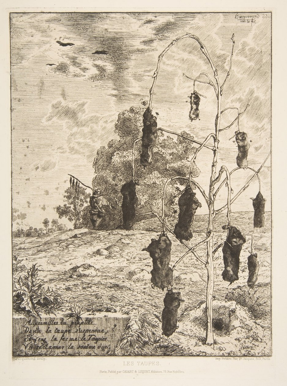 The Moles, 1854 by Felix Bracquemond