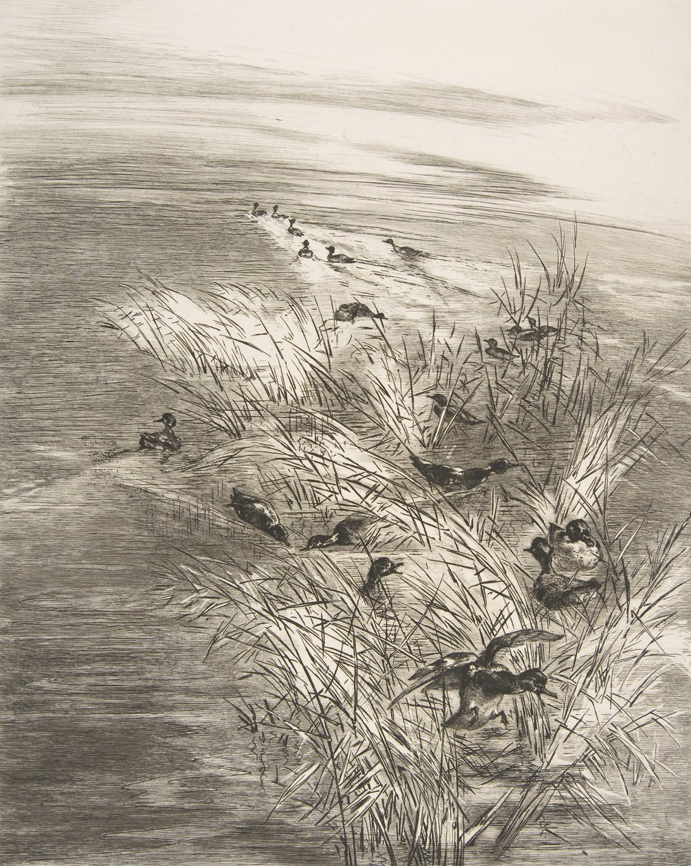 Roseaux et Sarcelles by Felix Bracquemond