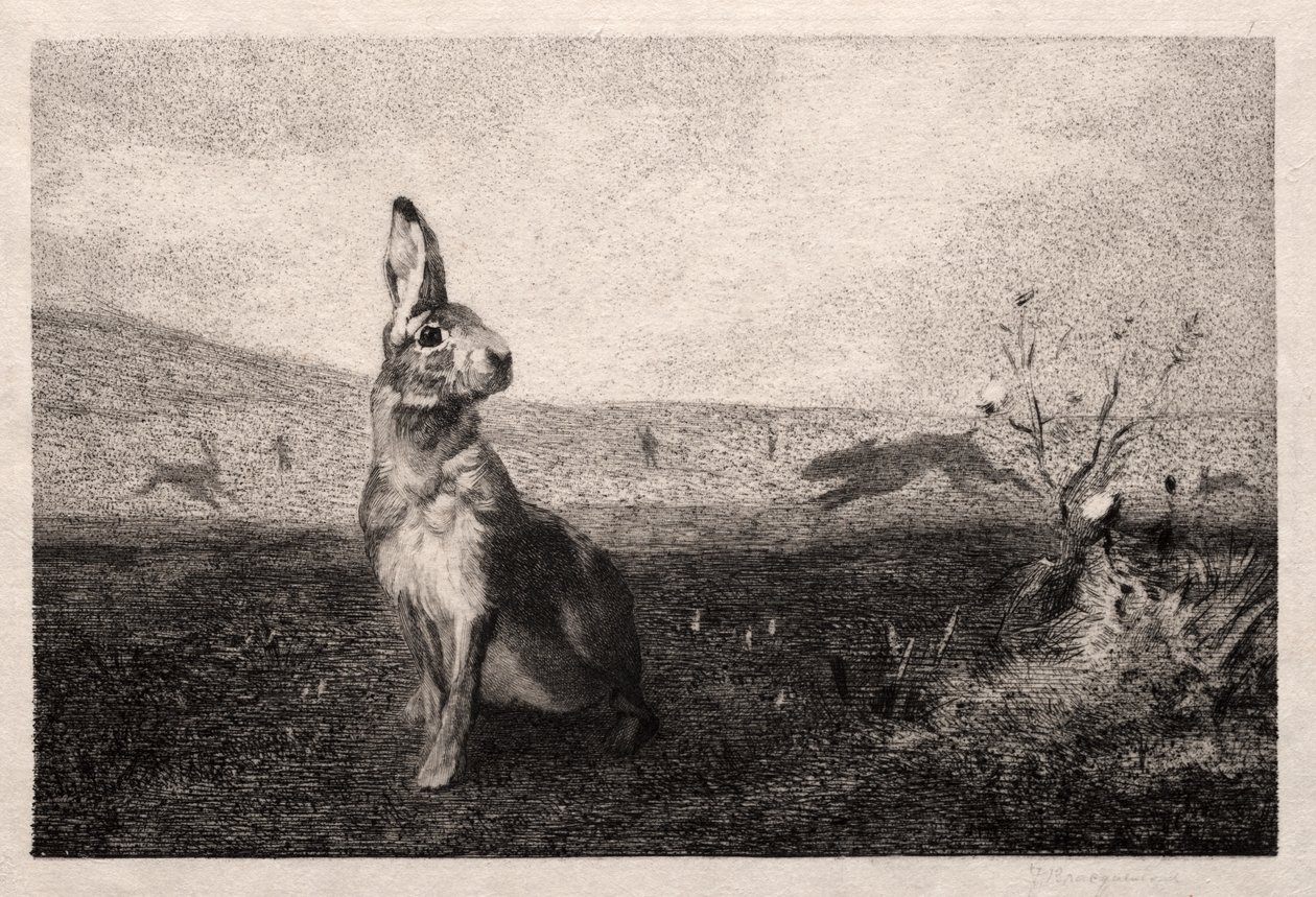 The Hare by Felix Bracquemond