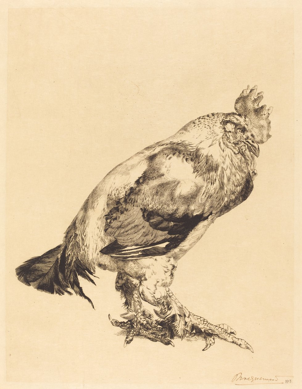 The Old Cock by Felix Bracquemond