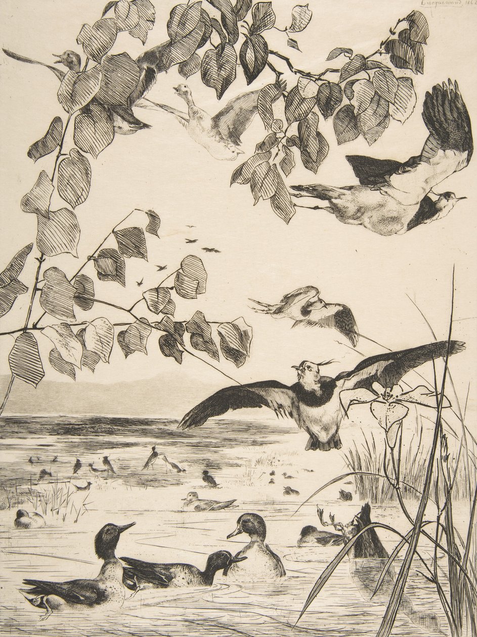 Lapwings and Teals by Felix Bracquemond