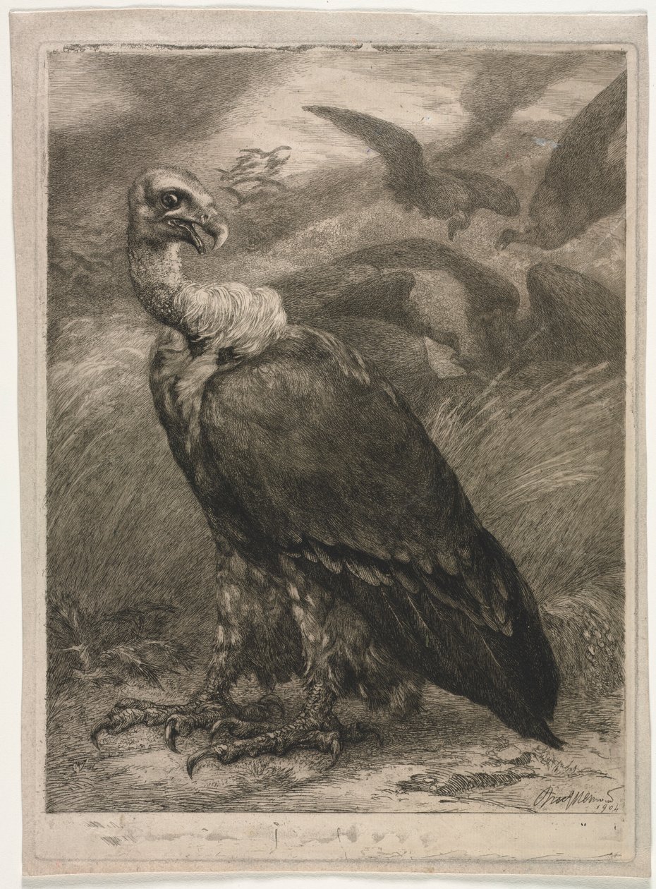 Vulture, 1904 by Felix Bracquemond