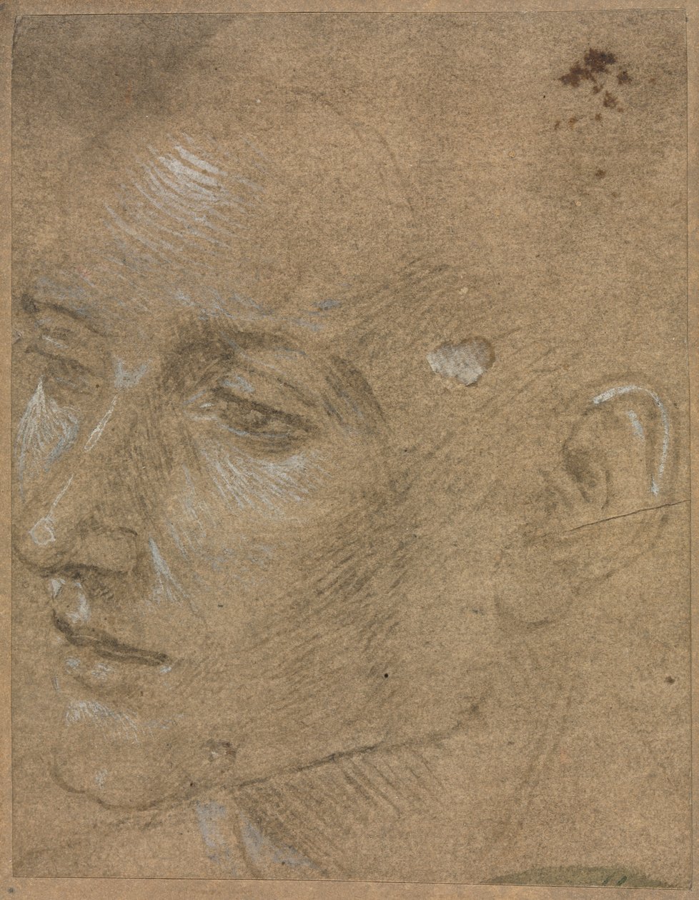 Head of a Young Man by Filippino Lippi