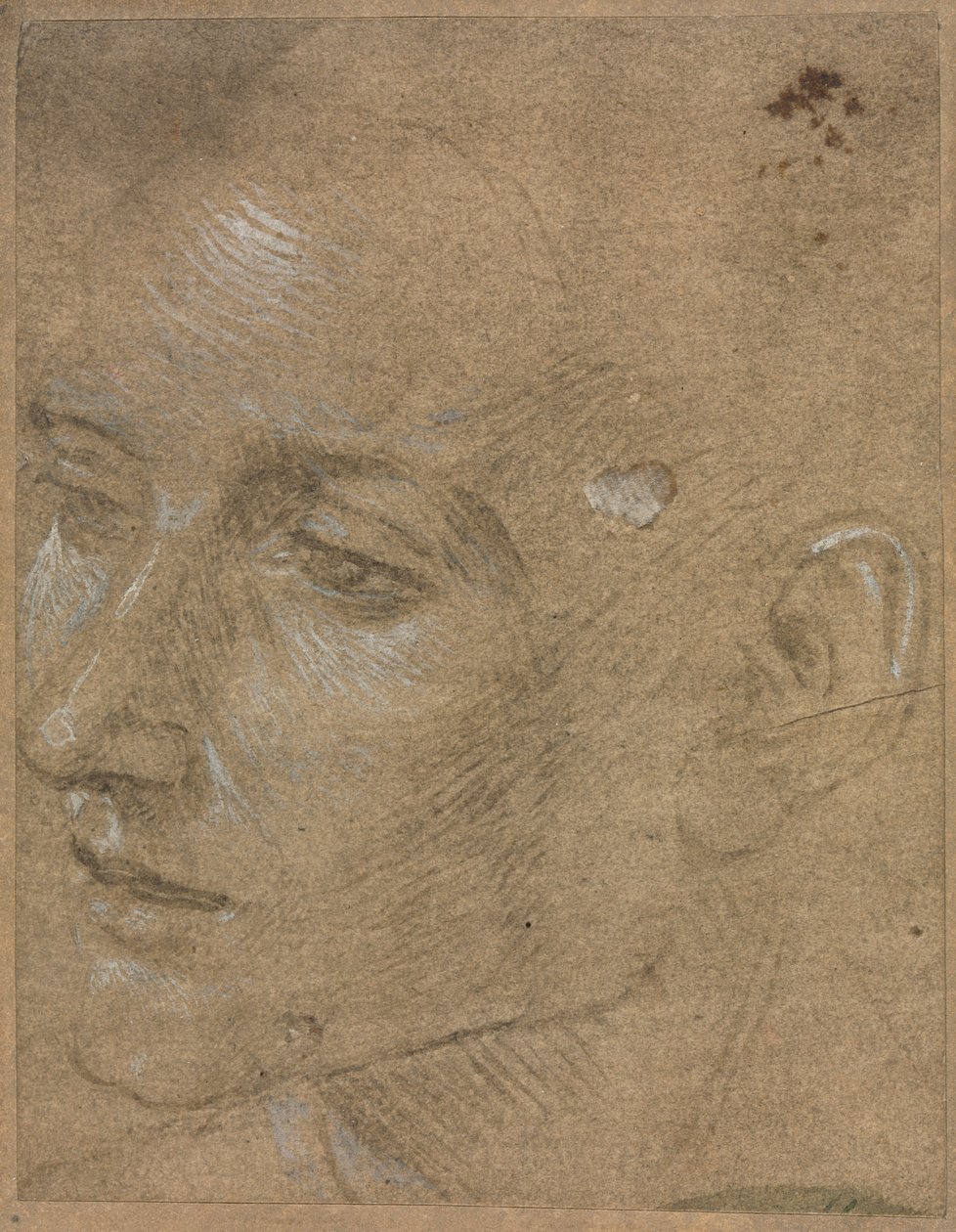Head of a Young Man, second half 1400s by Filippino Lippi