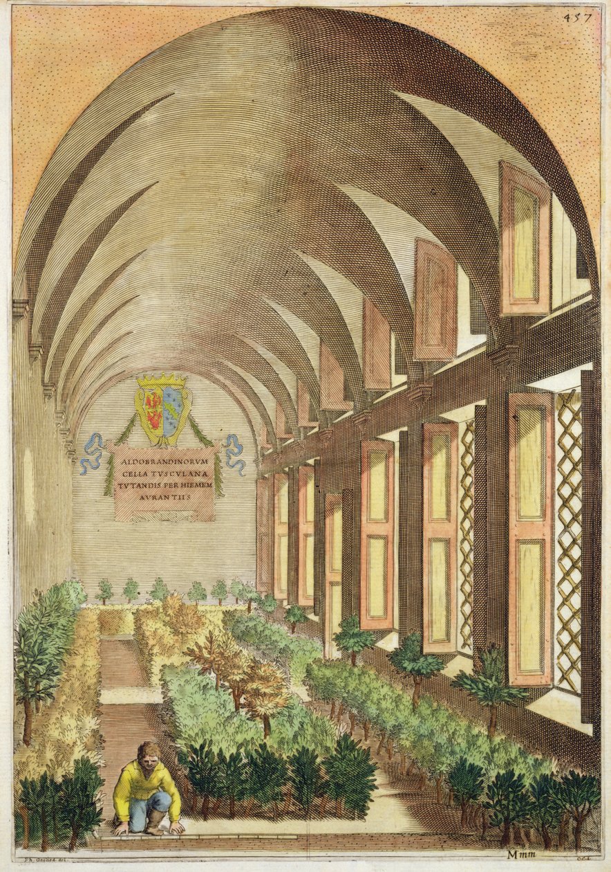 Citrus trees in a hothouse, from 