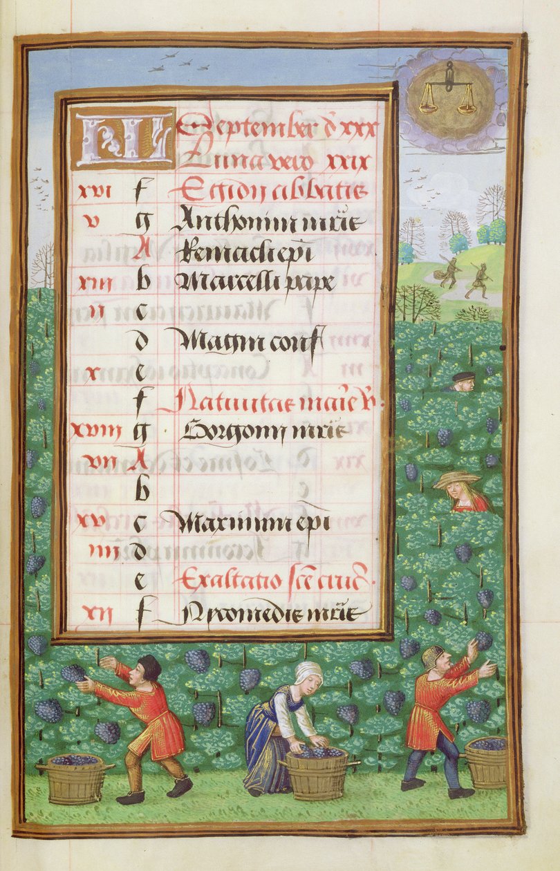 Gathering Grapes, illuminated calendar page for September, from a Book of Hours, c.1500 by Flemish School