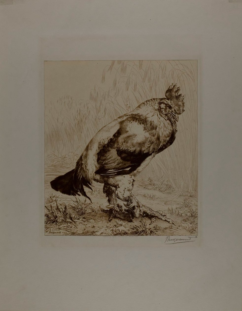 The Old Cock by Félix Henri Bracquemond