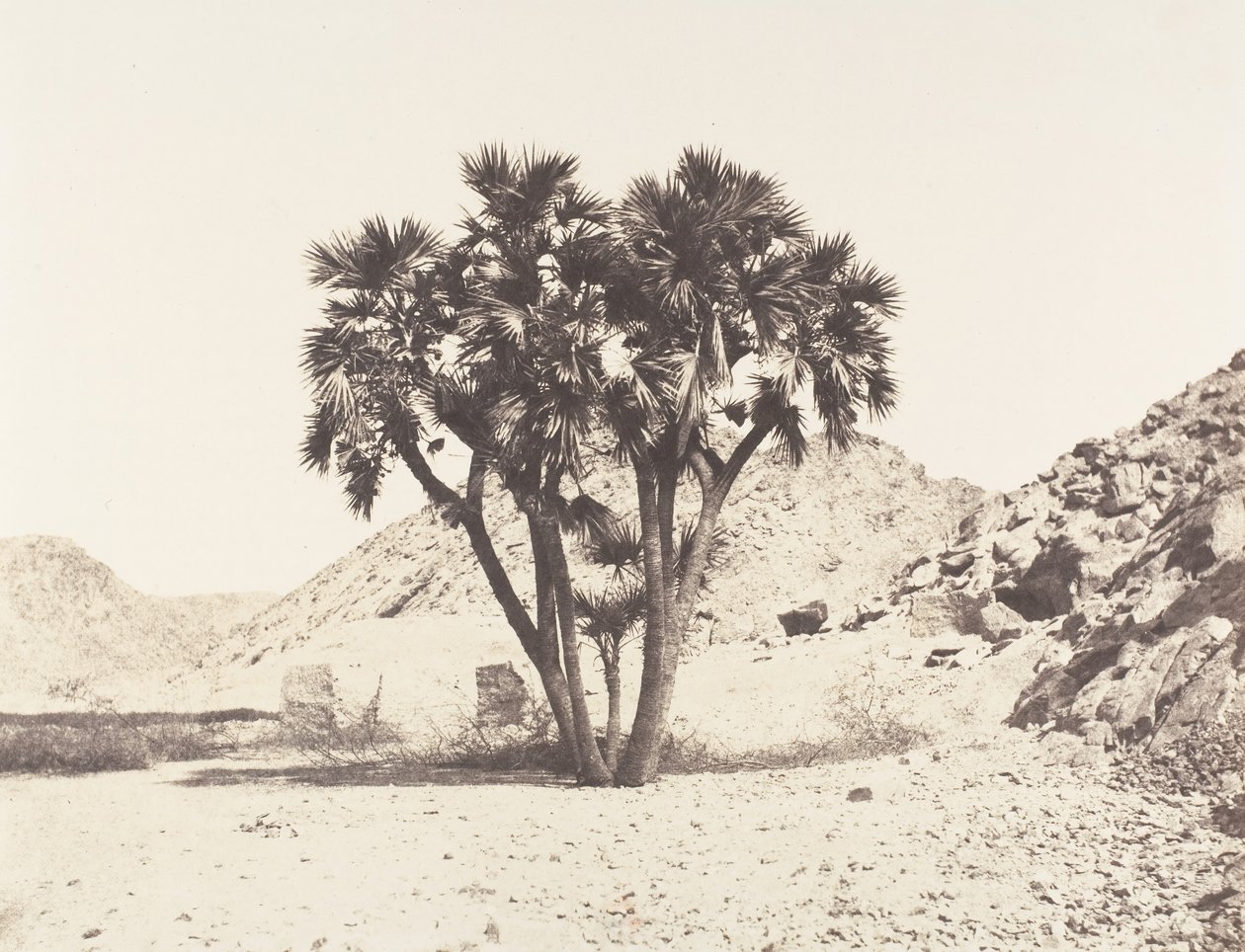 Environs of Fileh, Doum Palm on the Eastern Bank of the Nile by Félix Teynard
