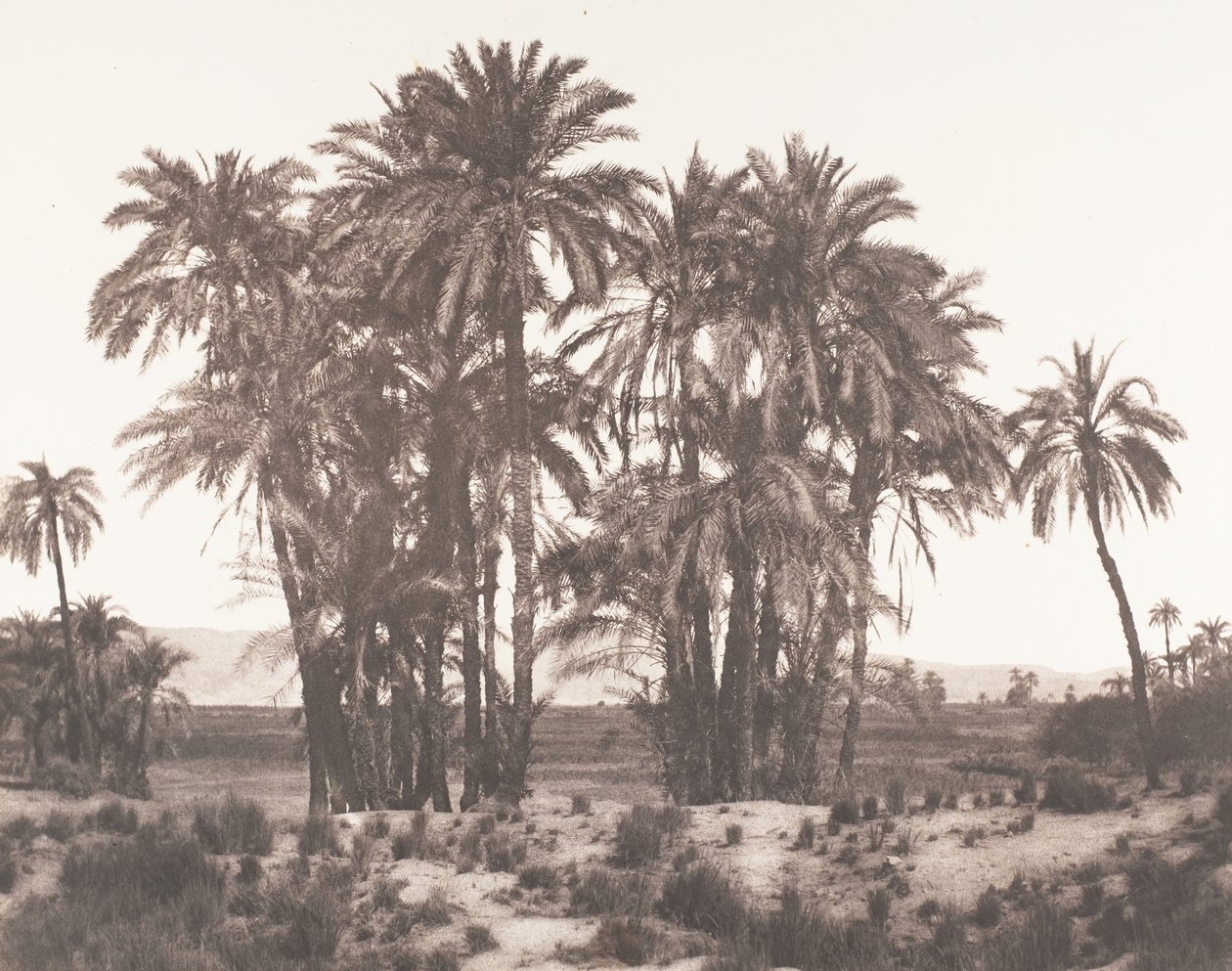 Karnak, Group of Date Palms Seen from Point A, 1851-52, printed 1853-54 by Félix Teynard