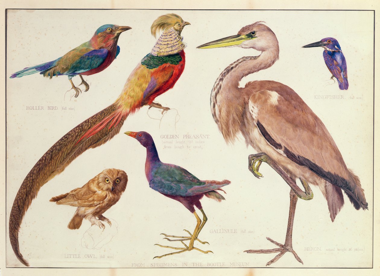 Studies of Birds from the Bootle Museum, Liverpool by Florence Emily Bark