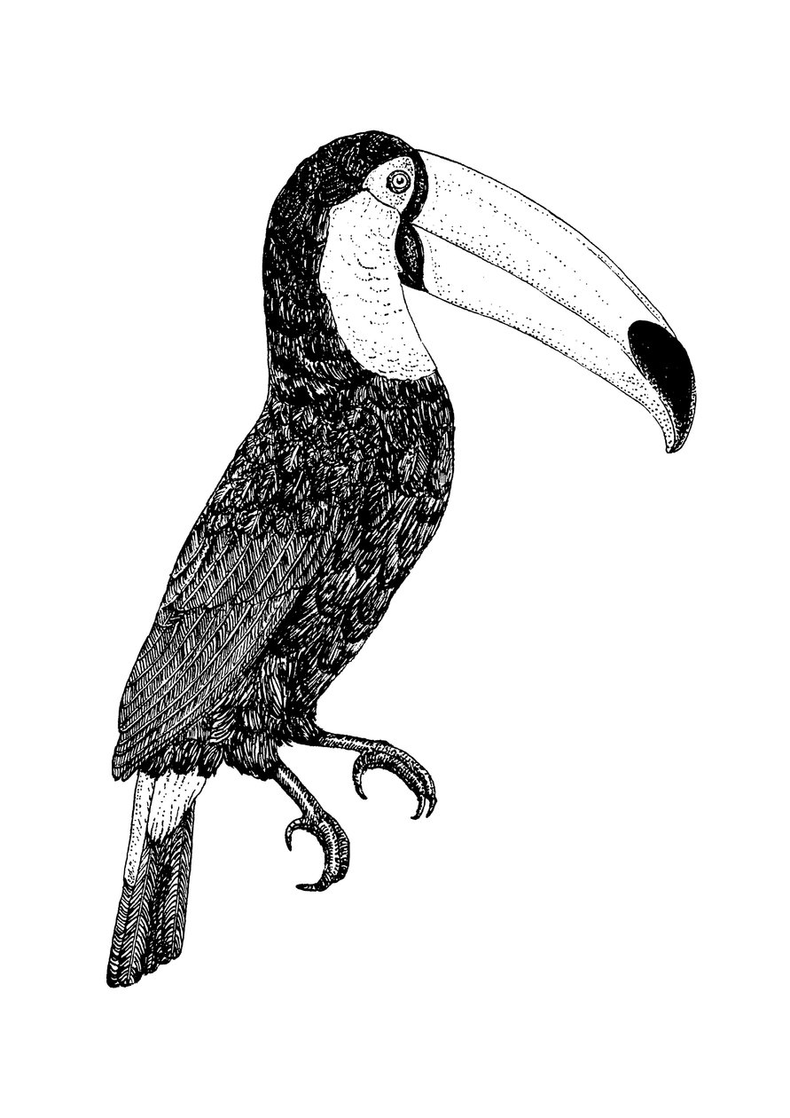 Toco Black and White by Florent Bodart