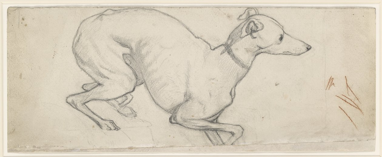 Study of a Greyhound by Ford Madox Brown