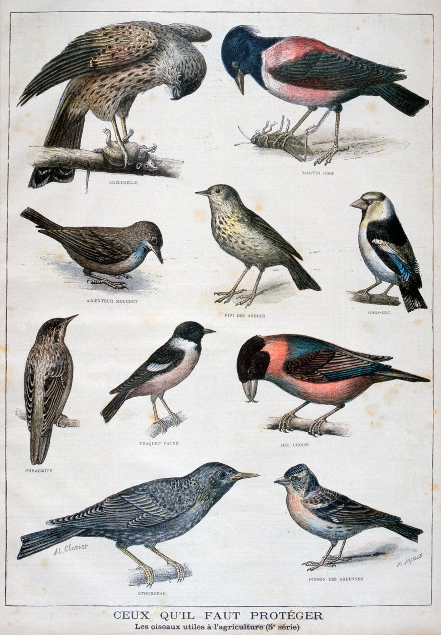 Birds that are Protected, and Helpful in Agriculture by Fortuné Méaulle
