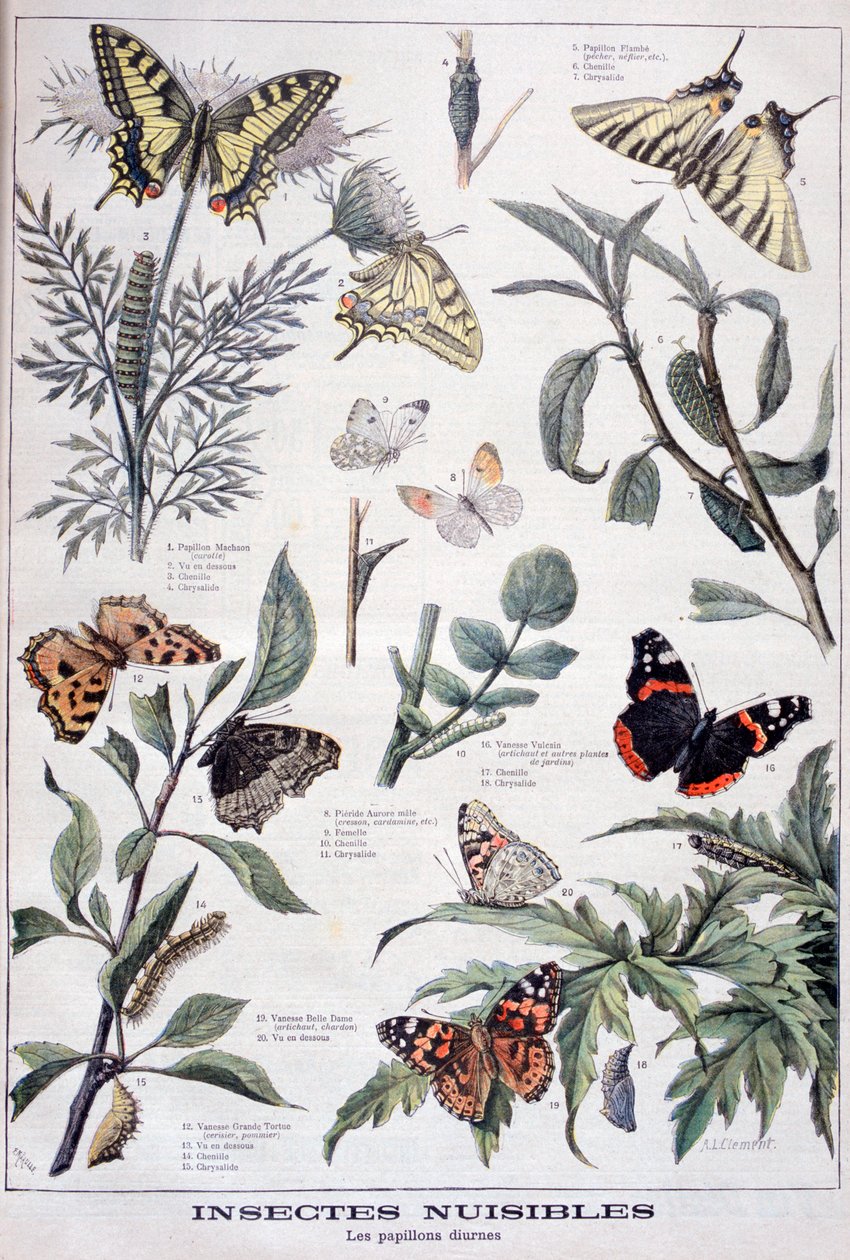 Harmful Insects: Daylight Butterflies by Fortuné Méaulle