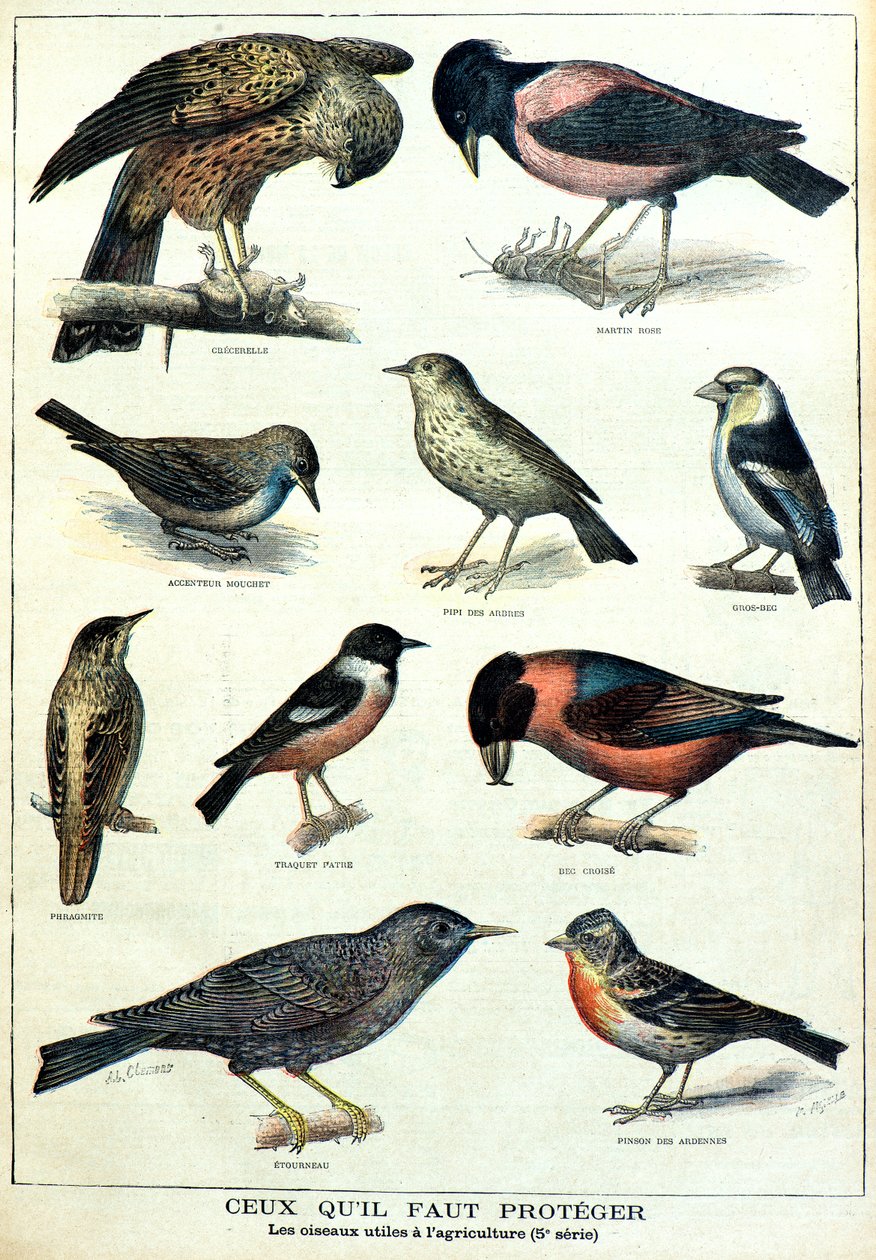 Birds Useful to Agriculture: Starling, Chaffinch by Fortune Louis Meaulle