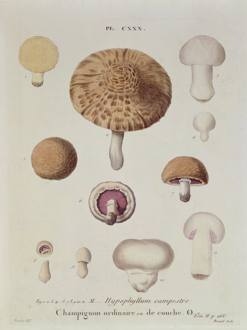 Hypophyllum campestre or the field mushroom, plate 130 from 