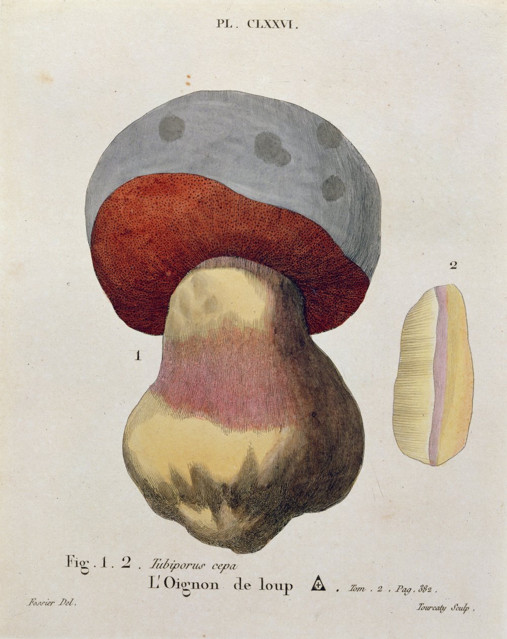 Tubiporus cepa, plate 176 from 