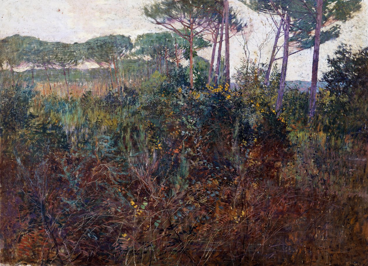 Pinewoods in Torre del Lago by Francesco Fanelli