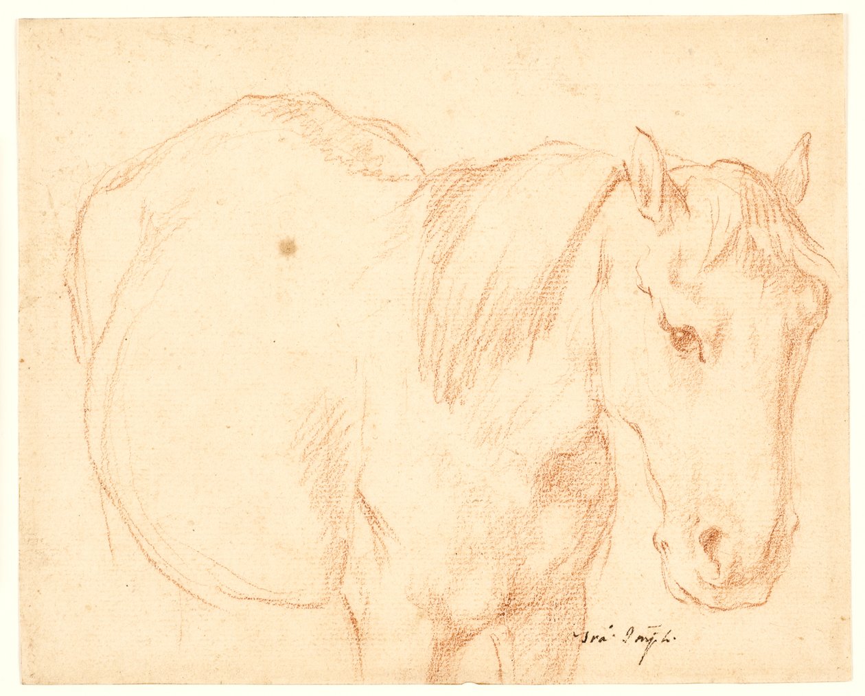 A Horse by Francesco Fernandi