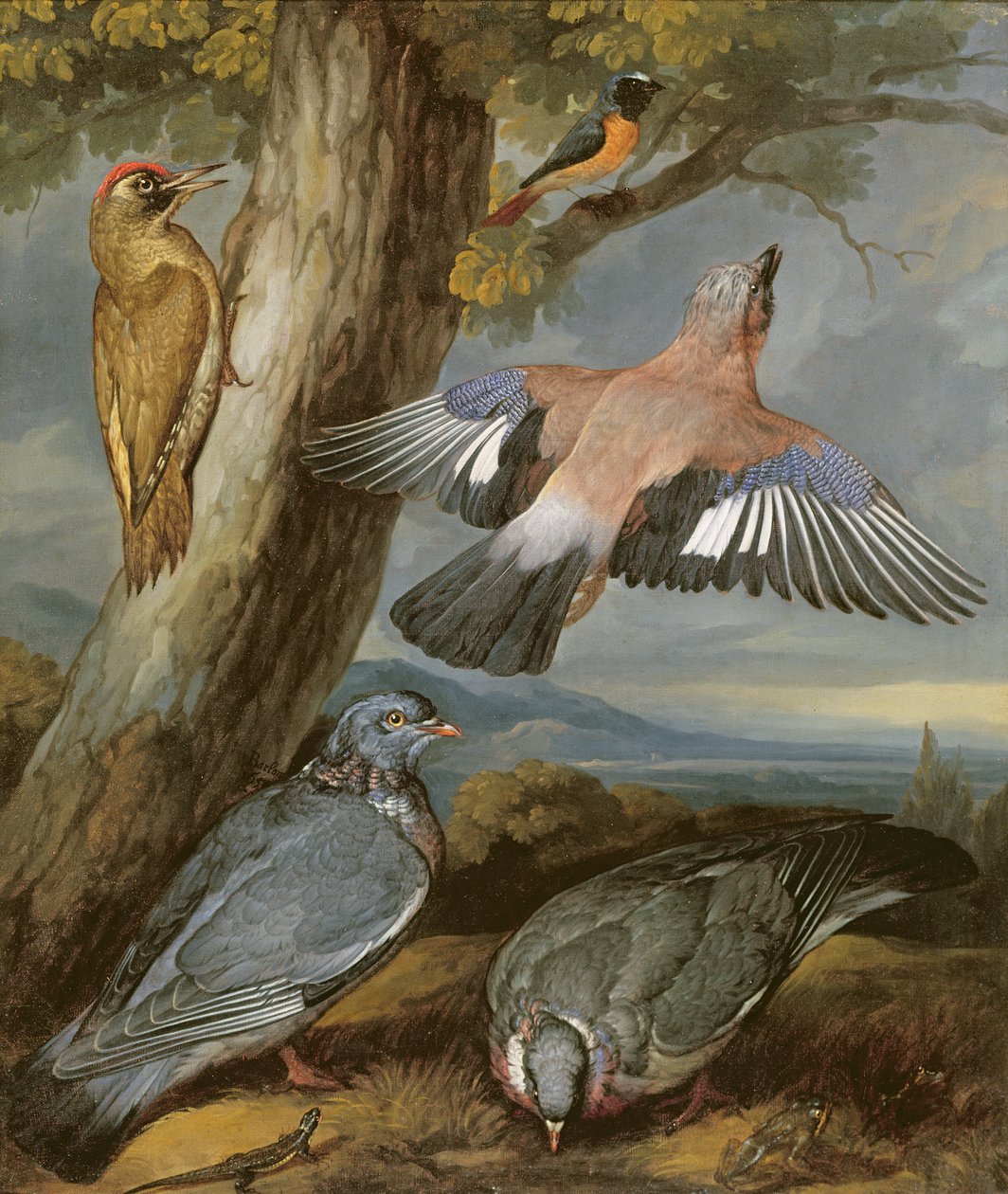 Jay, Green Woodpecker, Pigeons and Redstart by Francis Barlow