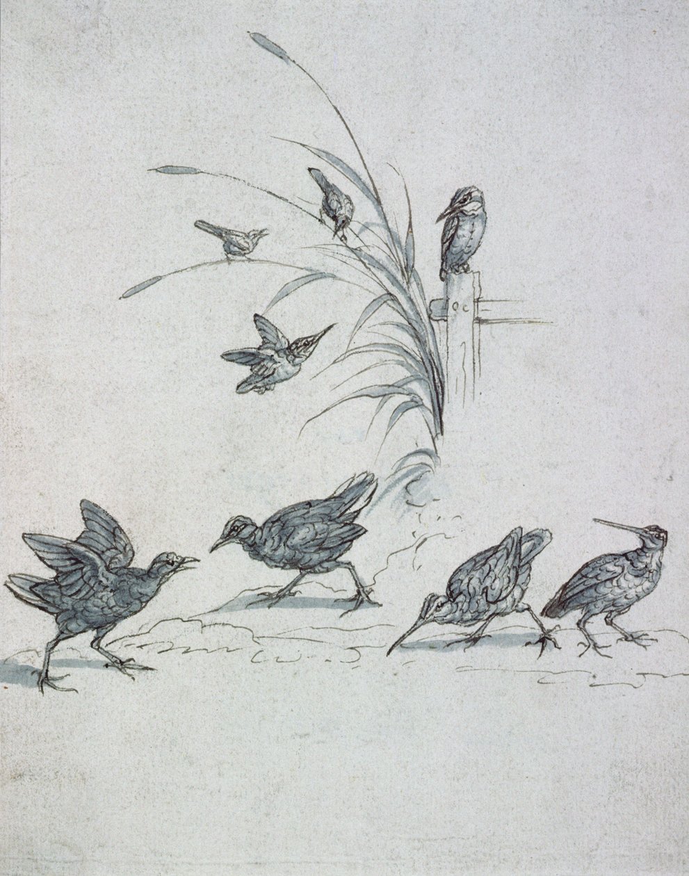 Kingfishers, Curlew and other Birds by Francis Barlow