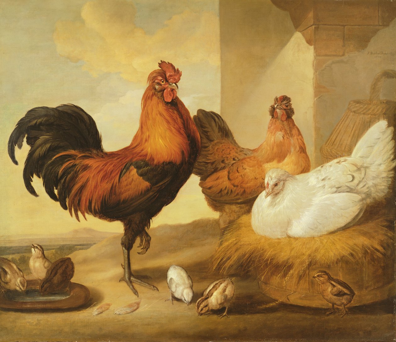 Domestic Cock, Hens and Chicks, 1655 by Francis Barlow