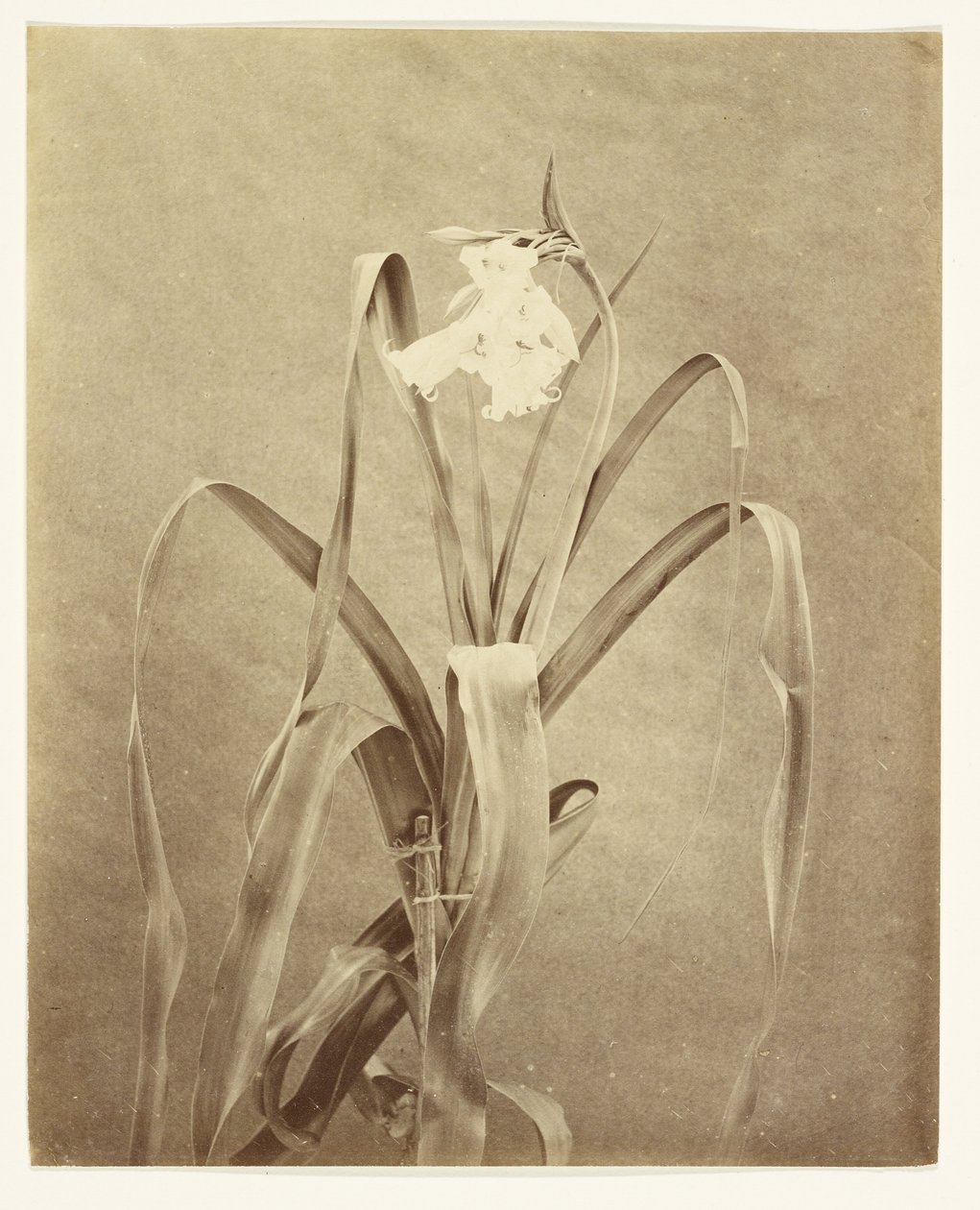 Flowers by Francis Edmond Currey