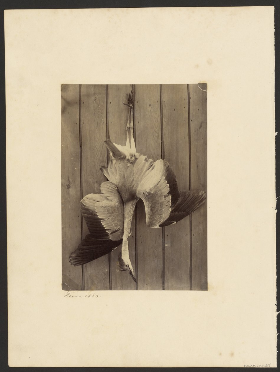 Heron by Francis Edmond Currey
