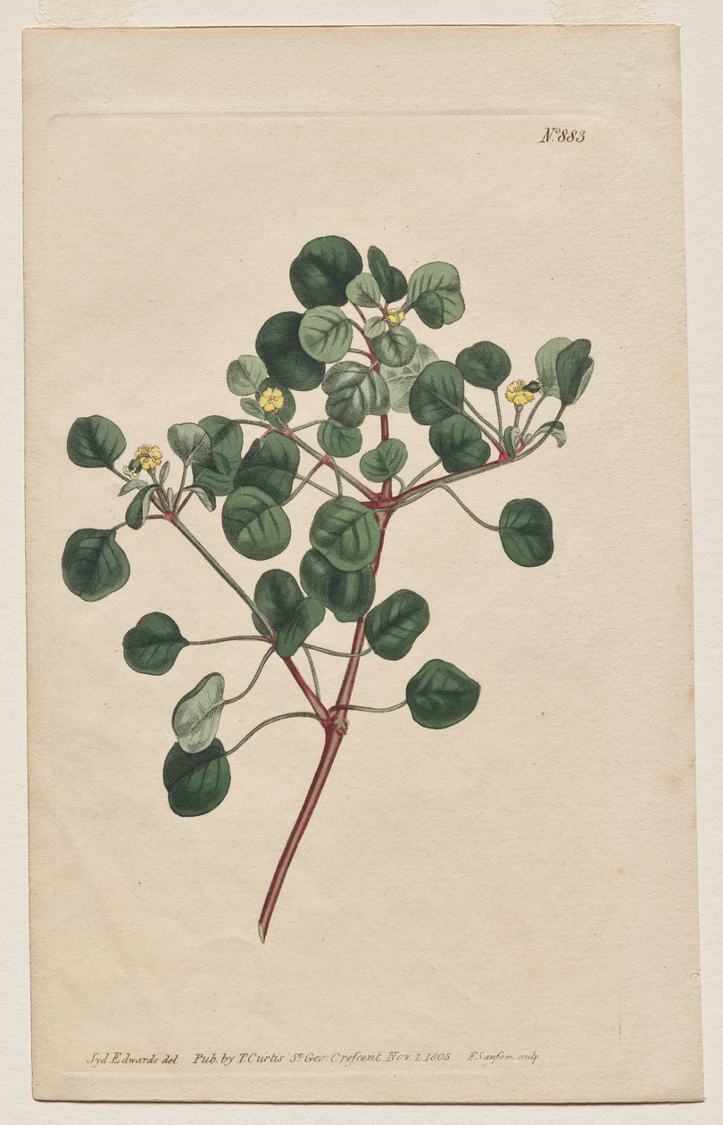 The Botanical Magazine or Flower Garden Displayed: Plate 883, Euphorbia Petiolaris. Long-Stalked Spurge by Francis Sansom
