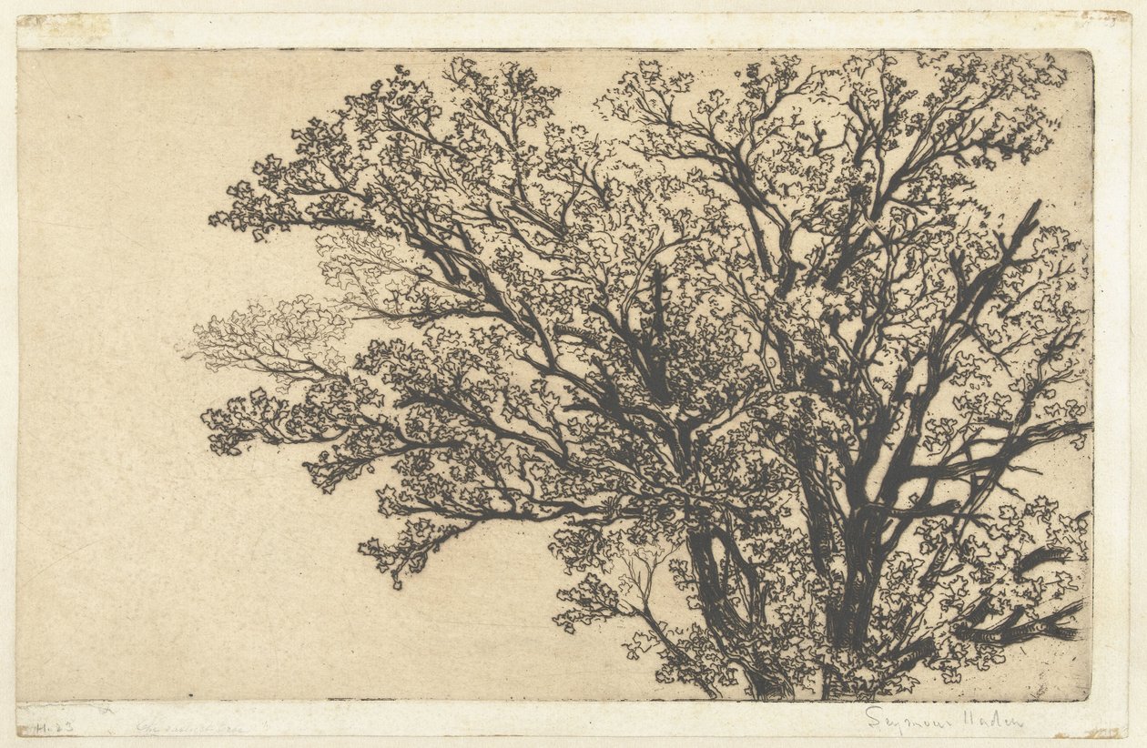 Crown of a Tree by Francis Seymour Haden (Sir) (signed by artist)
