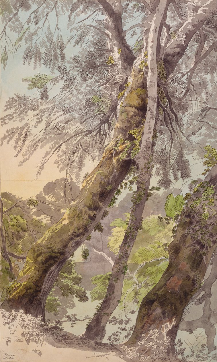 Trees Overhanging Water by Francis Towne