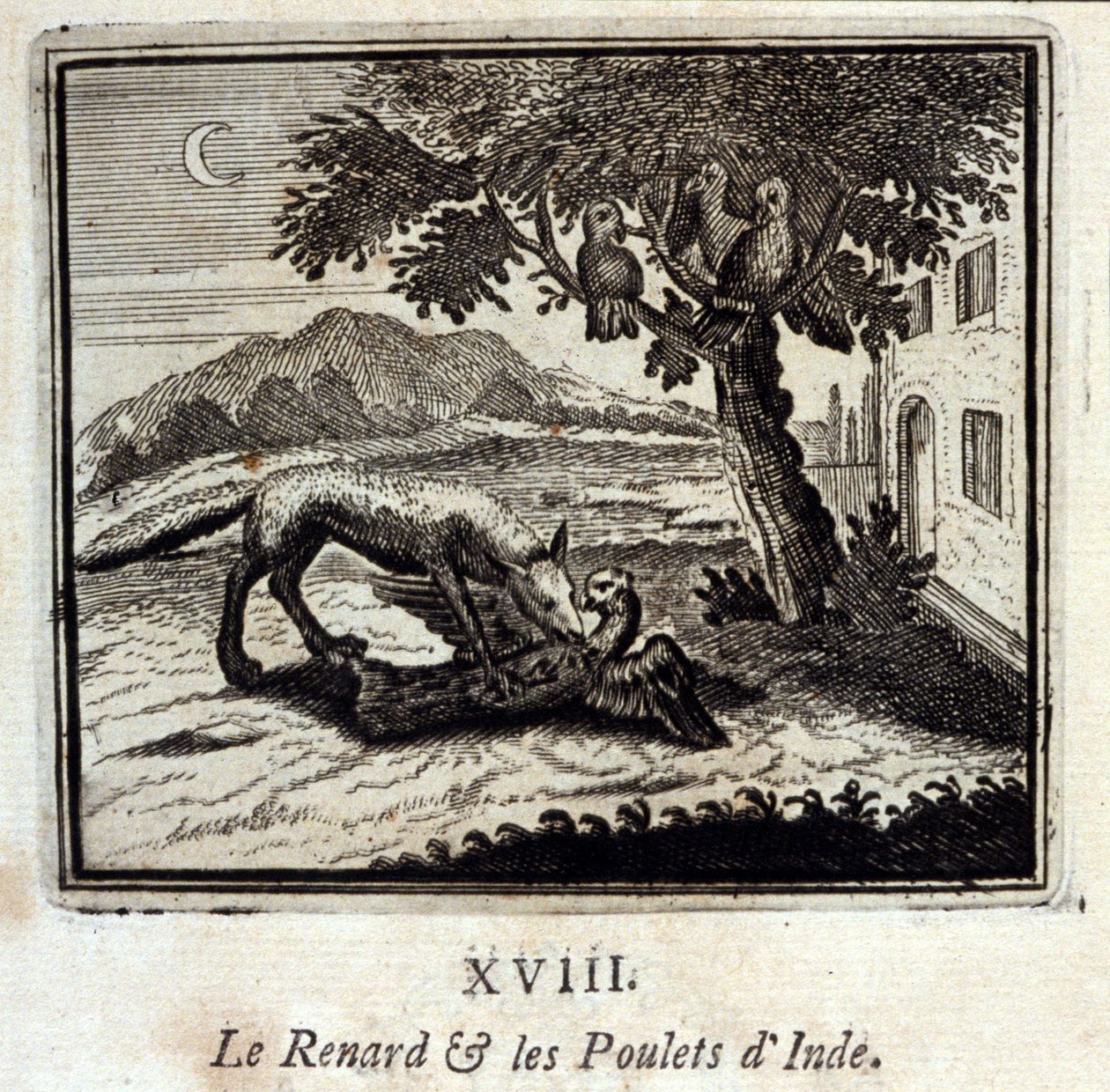 The Fox and the Chickens of India by Francois Chauveau