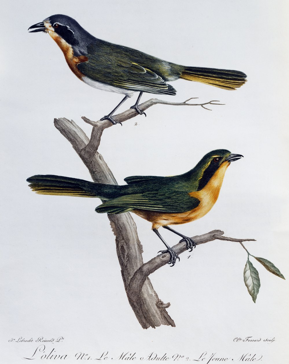 Adult Male and Young of Olive Bushshrike (Telophorus olivaceus) by Francois Le Vaillant