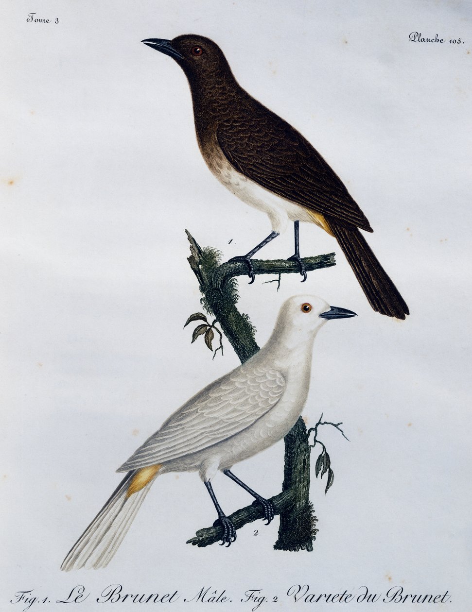 African Red-eyed Bulbul (Pycnonotus nigricans), Engraving from Histoire Naturelle des Oiseaux d