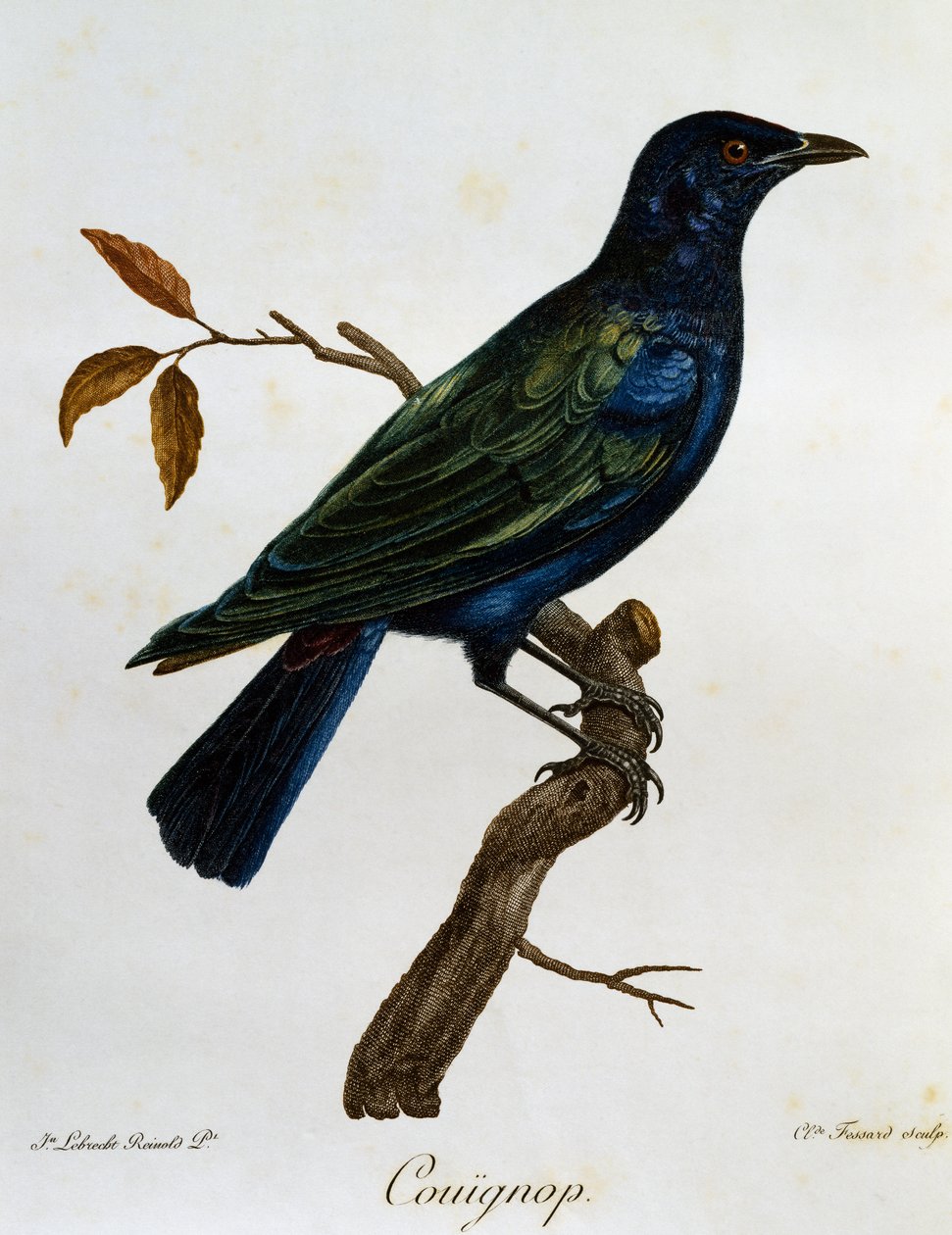 Black-bellied Glossy-Starling (Lamprotornis corruscus), engraving from Histoire Naturelle des Oiseaux d