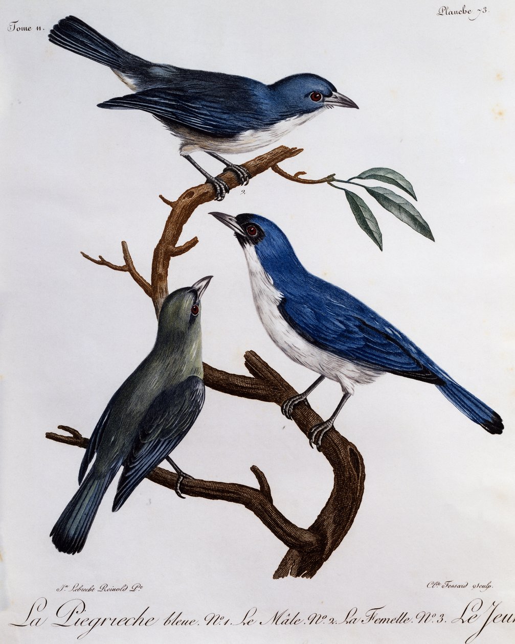 Blue Vanga (Cyanolanius madagascarinus) by Francois Le Vaillant