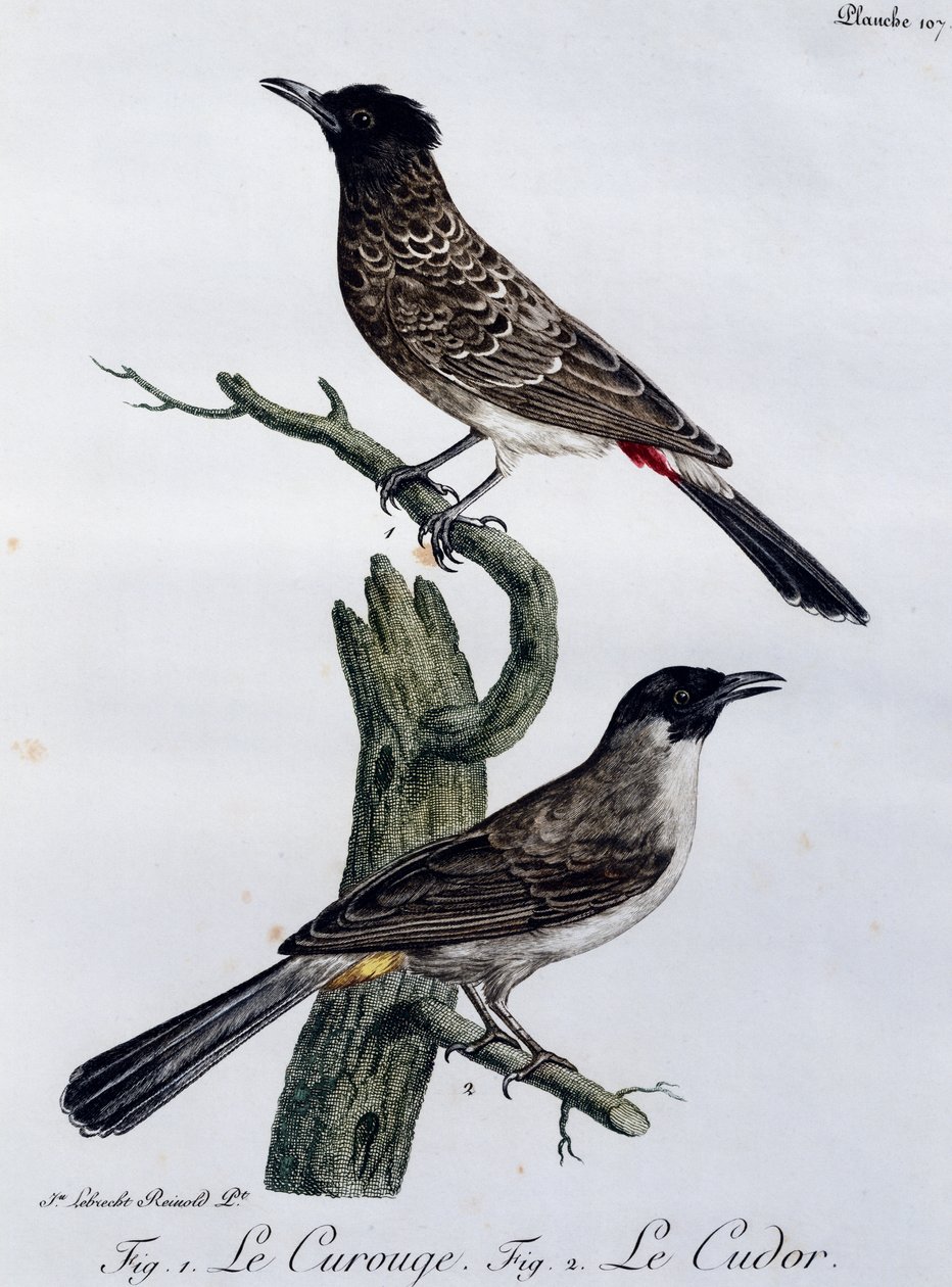 Cape Bulbul (Pycnonotus capensis) and, below, Garden Bulbul (Pycnonotus barbatus), engraving from Histoire Naturelle des Oiseaux d