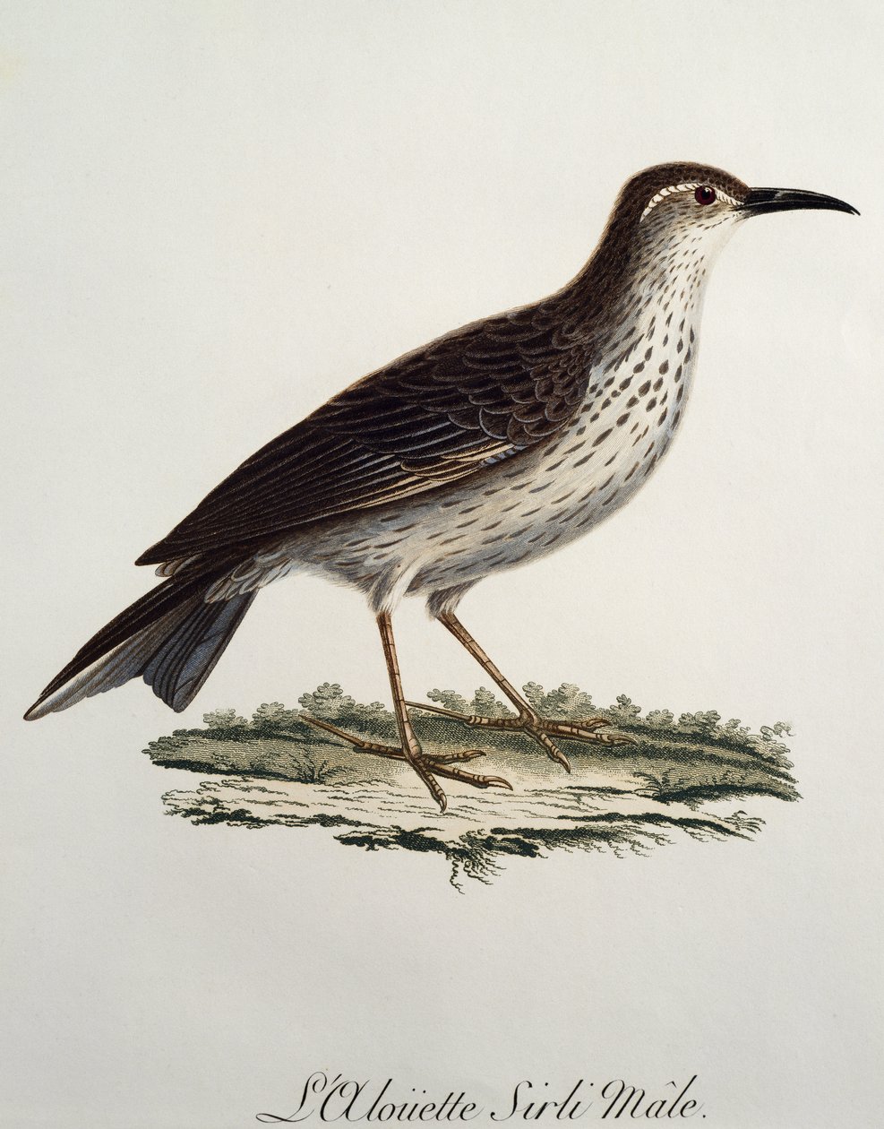 Cape Longbill male (Certhilauda curvirostris), engraving from Histoire Naturelle des Oiseaux d