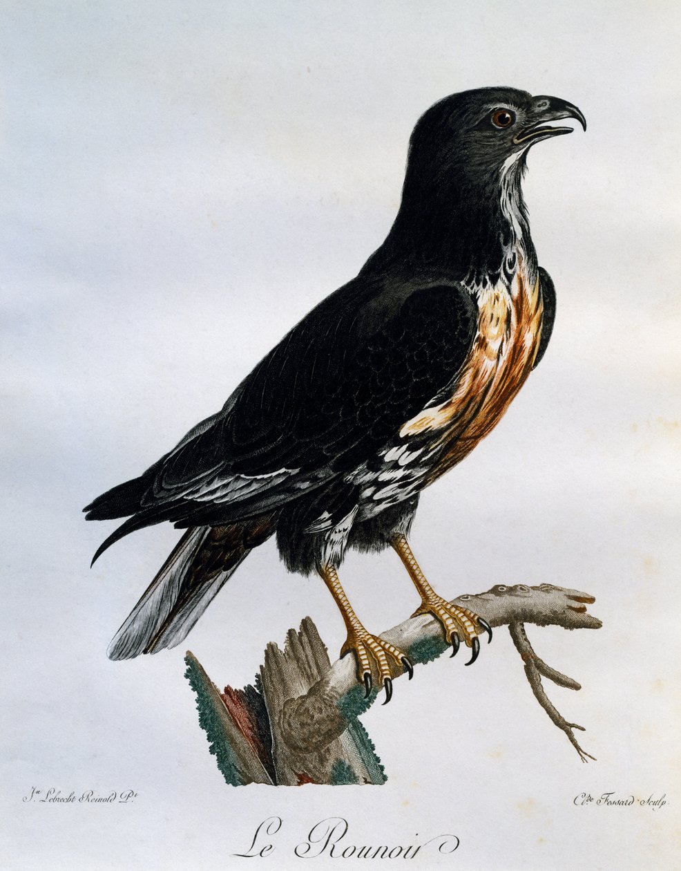 Jackal Buzzard (Buteo rufofuscus), engraving from Histoire Naturelle des Oiseaux d
