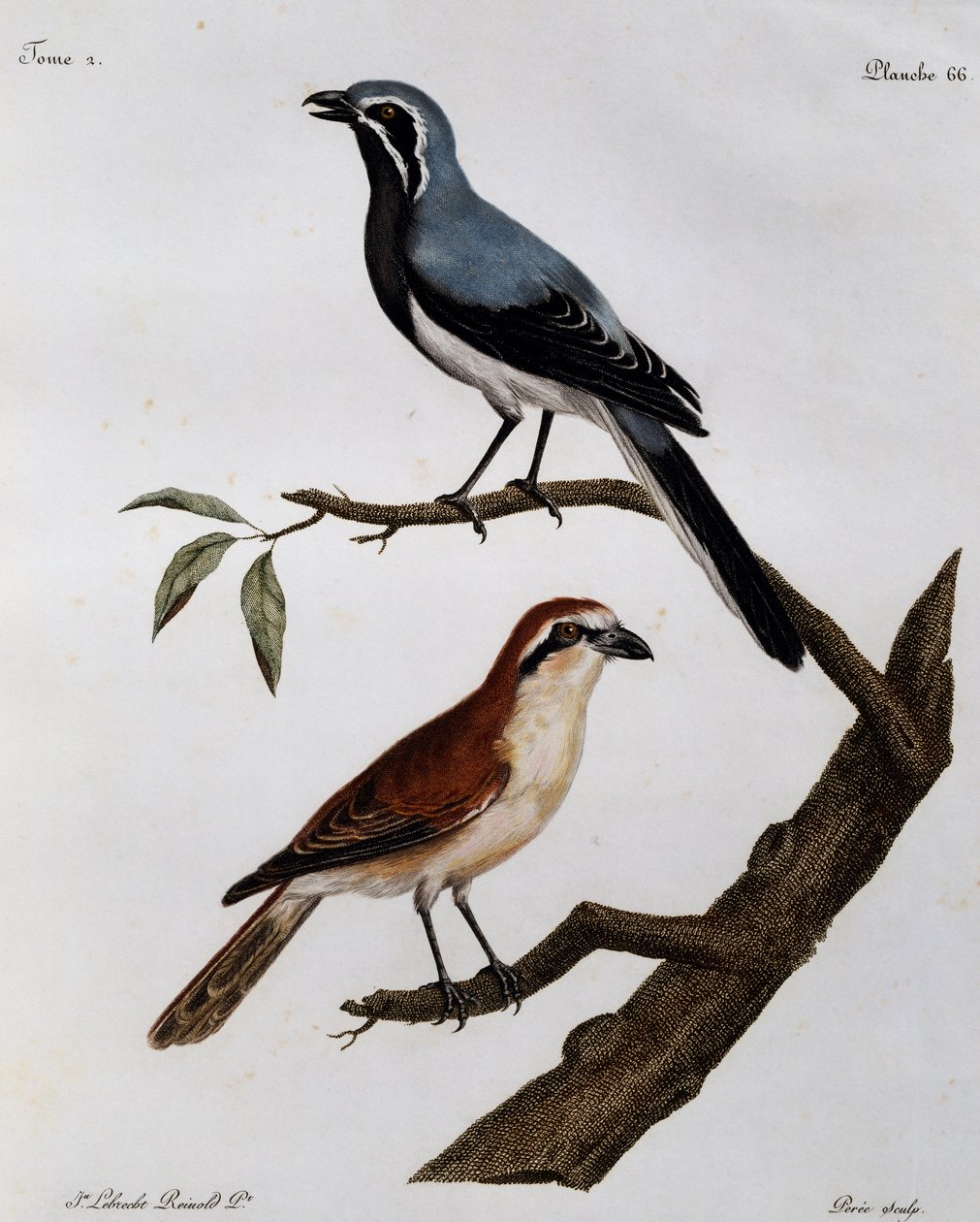 Le Pendeur et le Rousseau by Francois Le Vaillant