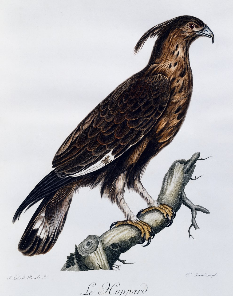 Long-crested Eagle (Lophaetus occipitalis), engraving from Histoire Naturelle des Oiseaux d