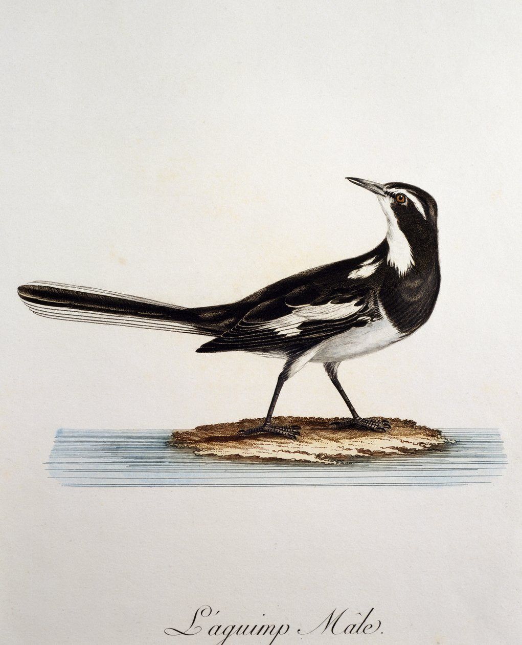 Male African Pied Wagtail (Motacilla aguimp) by Francois Le Vaillant