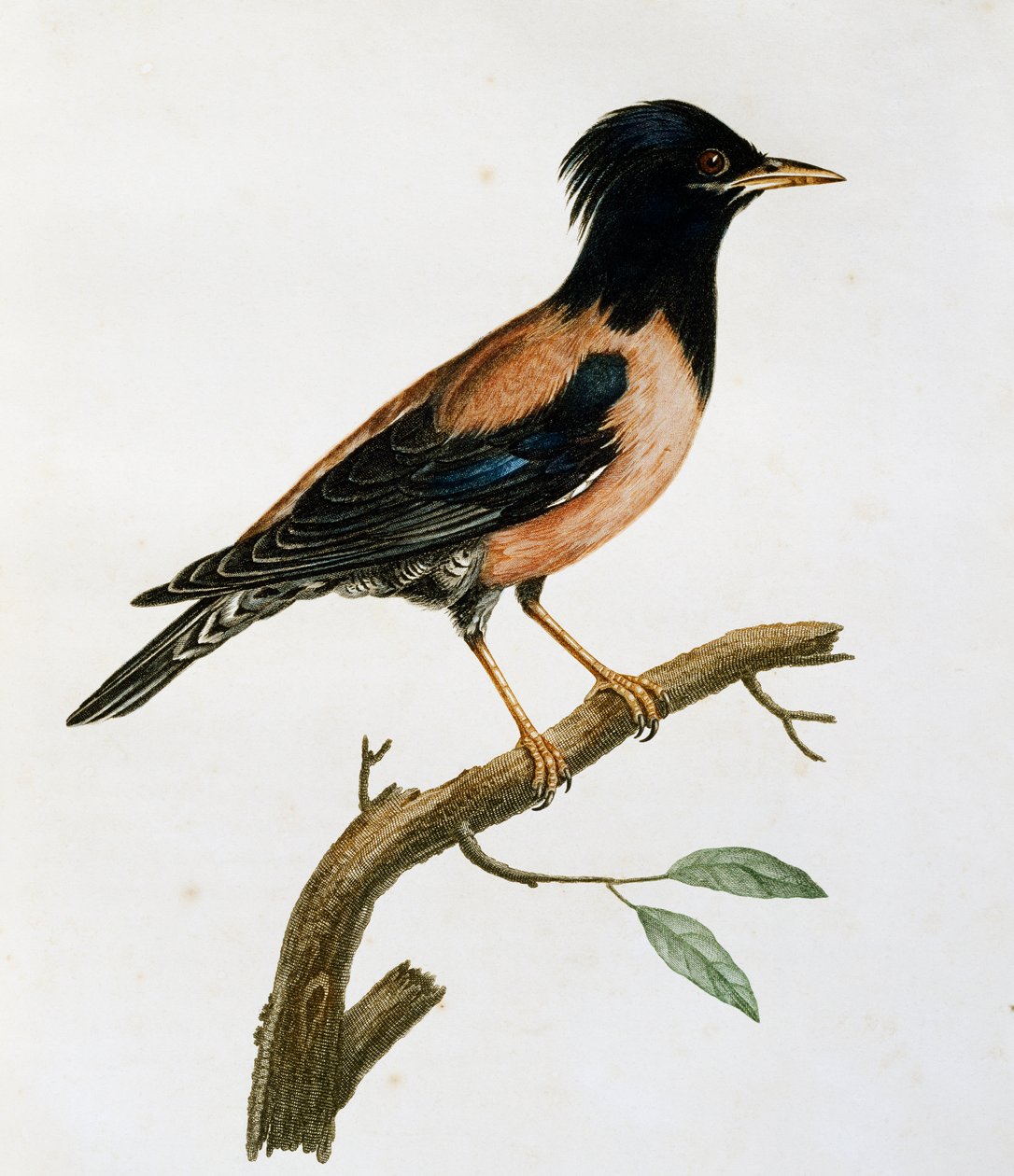 Male Rosy Starling (Sturnus roseus), from Histoire Naturelle des Oiseaux d