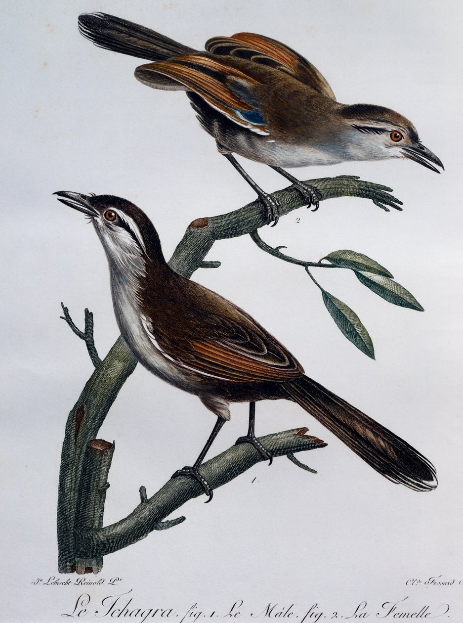 Male and Female of Black-crowned Tchagra (Tchagra senegalus) by Francois Le Vaillant