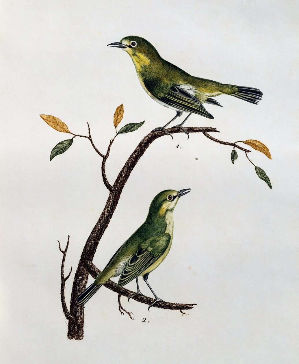 Male and female of Pale White-Eye (Zosterops pallidus), engraving from Histoire Naturelle des Oiseaux d