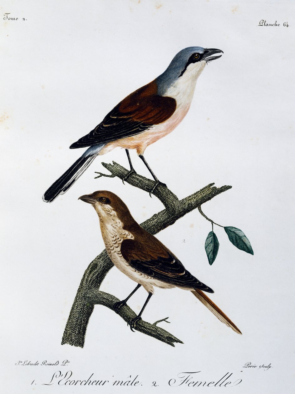Male and Female of Red-backed Shrike (Lanius collurio) by Francois Le Vaillant